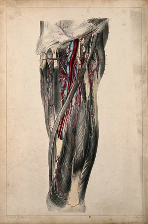 view Blood vessels of the thigh. Coloured lithograph by G.E. Madeley after A. A. Cane, 1834.