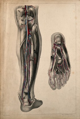 Blood vessels of the lower limb: two figures showing dissections of the leg and foot. Coloured lithograph by G.E. Madeley after A. A. Cane, 1834.