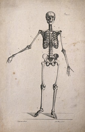 Skeleton with right arm extended, front view. Lithograph by Rosi after C. Squanquerillo, 1836.