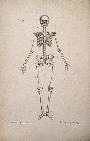 view Skeleton, front view. Lithograph by Battistelli after C. Squanquerillo, 1836.