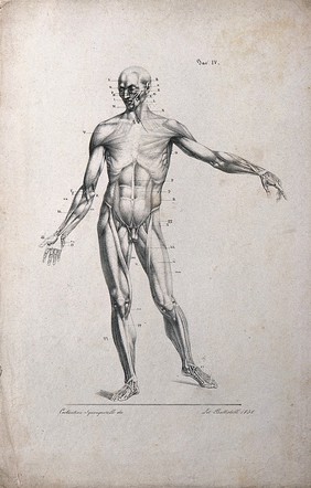 An écorché figure with left arm extended, seen from the front. Lithograph by Battistelli after C. Squanquerillo, 1836.