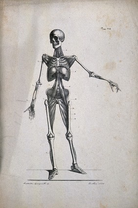 An écorché figure showing bones, with left arm extended, seen from the front. Lithograph by Rosi after C. Squanquerillo, 1836.