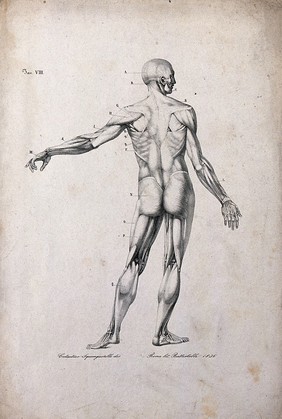 An écorché figure, with left arm extended, seen from the back. Lithograph by Battistelli after C. Squanquerillo, 1836.