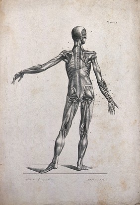 An écorché figure, with left arm extended, seen from the back. Lithograph by Rosi after C. Squanquerillo, 1836.