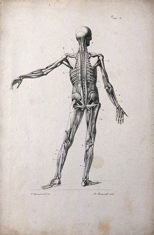 view An écorché figure showing bones, with left arm extended, seen from the back. Lithograph by Battistelli after C. Squanquerillo, 1836.