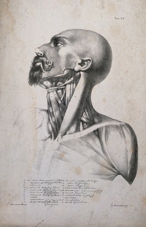 view An écorché head and shoulders, with neck muscles indicated. Lithograph by Battistelli after C. Squanquerillo, 1837.