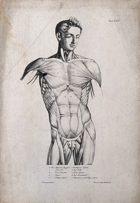 An écorché figure (torso): front view. Lithograph by Wieller and Martelli after Squanquerillo, 1838.