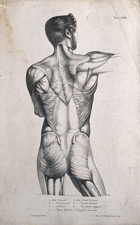 An écorché figure (torso): back view. Lithograph by Wieller and Martelli after Squanquerillo, 1838.