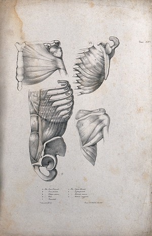 view Muscles of the chest and shoulder: four figures. Lithograph by Wieller and Martelli after Squanquerillo, ca. 1838.