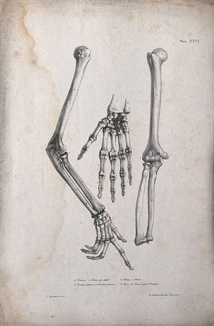 view Bones of the arm and hand: three figures. Lithograph by Wieller and Martelli after Squanquerillo, 1838.