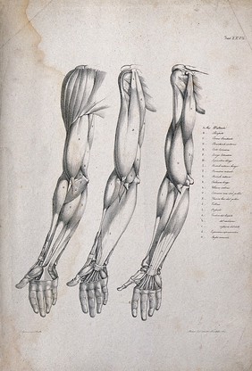 Muscles of the arm and hand: three figures of écorché arms. Lithograph by Wieller and Martelli after C. Squanquerillo, 1839.