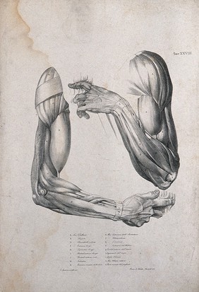 Muscles of the shoulder, arm and hand: two figures of écorché arms. Lithograph by Wieller and Martelli after C. Squanquerillo, 1839.