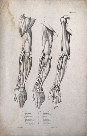 Muscles and bones of the shoulder, arm and hand: three figures of écorché arms. Lithograph by Martelli after C. Squanquerillo, ca. 1839.