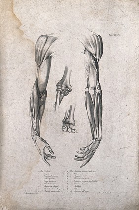 Muscles and bones of the shoulder, arm and hand: two figures of écorché arms and two of elbow and wrist joints. Lithograph by Battistelli after C. Squanquerillo, ca. 1839.