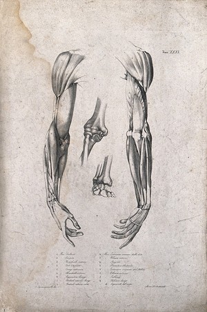 view Muscles and bones of the shoulder, arm and hand: two figures of écorché arms and two of elbow and wrist joints. Lithograph by Battistelli after C. Squanquerillo, ca. 1839.