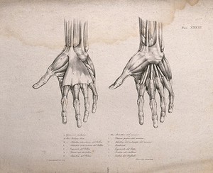 view Muscles and bones of the hand: two figures of écorché hands. Lithograph by Battistelli after C. Squanquerillo, 1839.