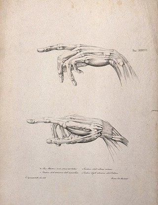 Muscles and tendons of the hand: two figures of pointing écorché hands. Lithograph by Martelli after C. Squanquerillo, 1839.