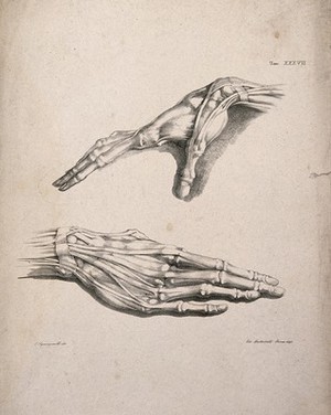 view Muscles and tendons of the hand: two figures of écorché hands. Lithograph by Battistelli after C. Squanquerillo, 1840.