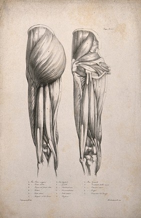 Muscles of the upper leg: two figures. Lithograph by Battistelli after C. Squanquerillo, 1840.