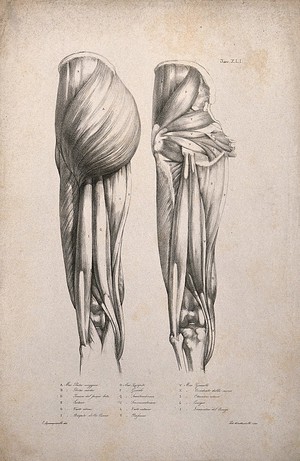 view Muscles of the upper leg: two figures. Lithograph by Battistelli after C. Squanquerillo, 1840.