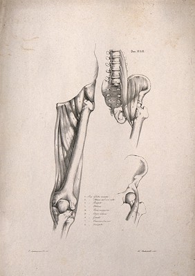 Muscles and bones of the upper leg and pelvis: three figures. Lithograph by Battistelli after C. Squanquerillo, 1840.