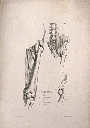 view Muscles and bones of the upper leg and pelvis: three figures. Lithograph by Battistelli after C. Squanquerillo, 1840.