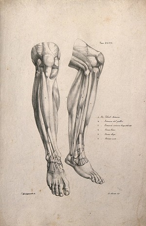 view Muscles of the lower leg: two figures of écorché legs and feet. Lithograph by Martelli after C. Squanquerillo, 1840.