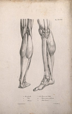 Muscles of the lower leg: two figures of écorché legs and feet. Lithograph by Martelli after C. Squanquerillo, 1840.