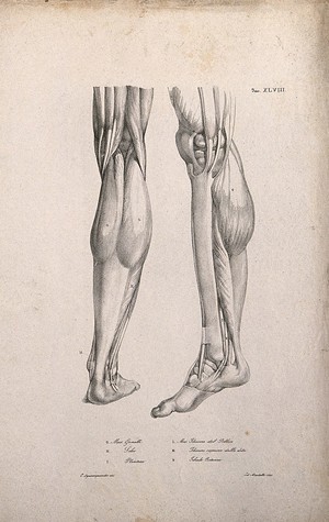 view Muscles of the lower leg: two figures of écorché legs and feet. Lithograph by Martelli after C. Squanquerillo, 1840.