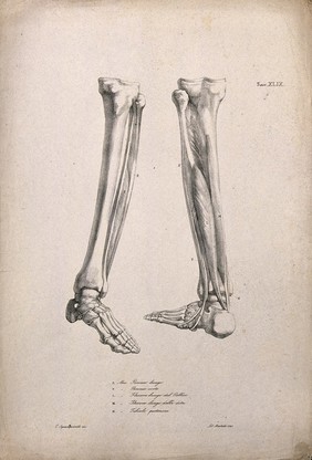 Bones and muscles of the lower leg: two figures of écorché legs and feet. Lithograph by Martelli after C. Squanquerillo, 1840.