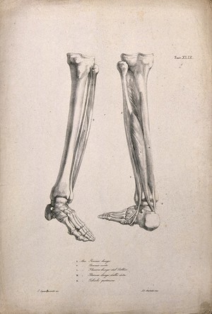 view Bones and muscles of the lower leg: two figures of écorché legs and feet. Lithograph by Martelli after C. Squanquerillo, 1840.