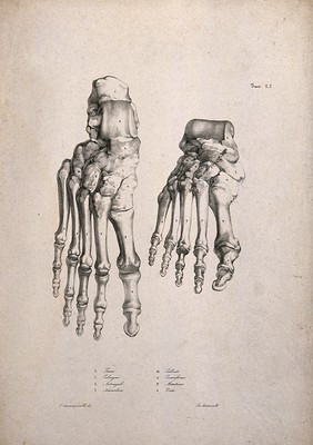 Bones of the feet: two figures. Lithograph by Battistelli after C. Squanquerillo, 1840.