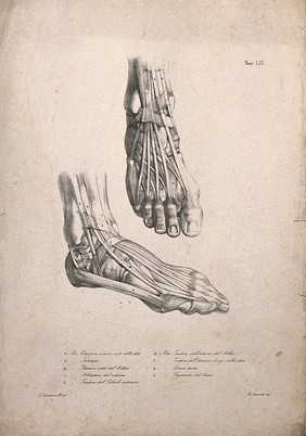 Muscles and tendons of the feet: two figures. Lithograph by Martelli after C. Squanquerillo, 1840.