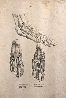 Muscles and tendons of the feet: three figures of écorché feet. Lithograph by Martelli or Battistelli (?) after C. Squanquerillo, ca. 1840.