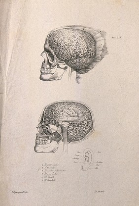 Skull, brain and ear: three figures, including two cross-sections of a skull, and a diagram of an ear. Lithograph by Martelli after C. Squanquerillo, ca. 1840.