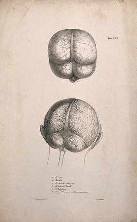 Brain: two figures, including one showing the brainstem and nerves(?). Lithograph by Martelli after C. Squanquerillo, ca. 1840.