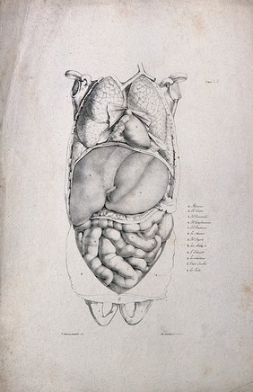 Dissected torso, showing the internal organs. Lithograph by Battistelli after C. Squanquerillo, ca. 1840.