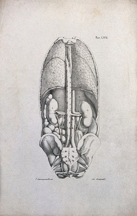 Dissected torso, showing the internal organs. Lithograph by Battistelli after C. Squanquerillo, ca. 1840.