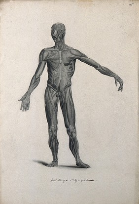 An écorché figure with left arm extended, seen from the front, showing the first layer of muscles. Pencil drawing, 1830/1835?, after line engraving by A. Bell, 1777/1778, after B.S. Albinus, ca. 1747.