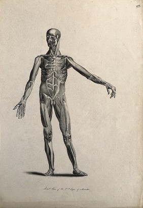 An écorché figure with left arm extended, seen from the front, showing the second layer of muscles. Pen and ink drawing, 1830/1835?, after line engraving by A. Bell, 1777/1778, after B.S. Albinus, ca. 1747.