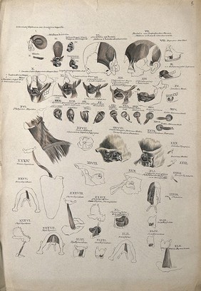 Muscles of the head, face, eye and neck: 45 figures. Pen and ink drawing with watercolour, 1830/1835?, after line engraving by A. Bell, 1777/1778, after B.S. Albinus, ca. 1747.