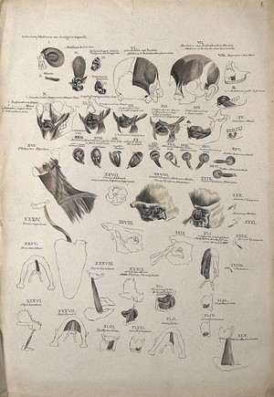 view Muscles of the head, face, eye and neck: 45 figures. Pen and ink drawing with watercolour, 1830/1835?, after line engraving by A. Bell, 1777/1778, after B.S. Albinus, ca. 1747.