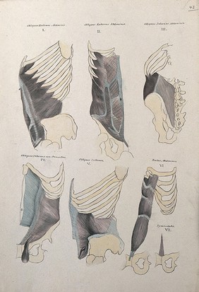 Muscles of the diaphragm: six figures. Pen and ink drawing with watercolour, 1830/1835?, after line engraving by A. Bell, 1777/1778, after B.S. Albinus, ca. 1747.