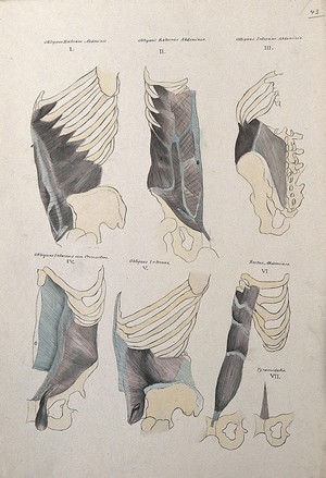 view Muscles of the diaphragm: six figures. Pen and ink drawing with watercolour, 1830/1835?, after line engraving by A. Bell, 1777/1778, after B.S. Albinus, ca. 1747.