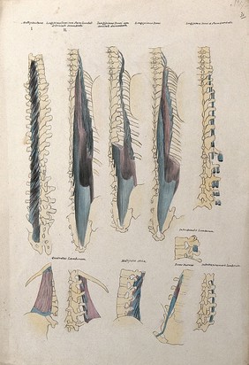 Muscles of the back: ten figures. Pen and ink drawing with watercolour, 1830/1835?, after line engraving by A. Bell, 1777/1778, after B.S. Albinus, ca. 1747.