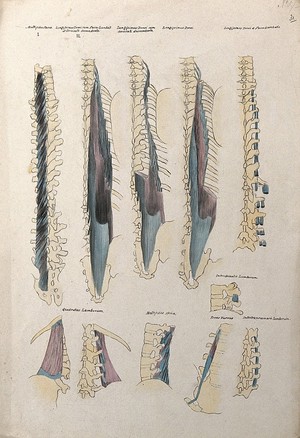 view Muscles of the back: ten figures. Pen and ink drawing with watercolour, 1830/1835?, after line engraving by A. Bell, 1777/1778, after B.S. Albinus, ca. 1747.