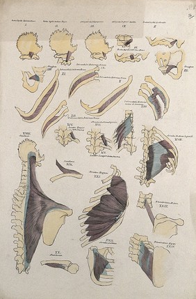 Costal and shoulder muscles: 24 figures. Pen and ink drawing with watercolour, 1830/1835?, after line engraving by A. Bell, 1777/1778, after B.S. Albinus, ca. 1747.