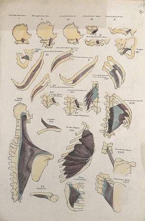 view Costal and shoulder muscles: 24 figures. Pen and ink drawing with watercolour, 1830/1835?, after line engraving by A. Bell, 1777/1778, after B.S. Albinus, ca. 1747.