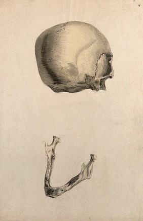 Human skull: two figures showing a skull seen from behind, and the jaw bone. Ink and watercolour, 1830/1835?, after W. Cheselden, ca. 1733.