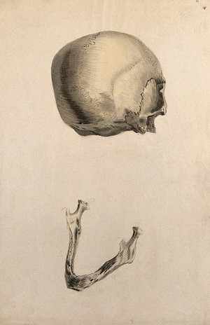 view Human skull: two figures showing a skull seen from behind, and the jaw bone. Ink and watercolour, 1830/1835?, after W. Cheselden, ca. 1733.